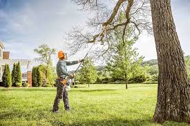 Reliable Raymondville, TX Tree Care Solutions