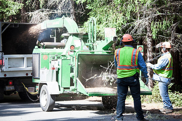 How Our Tree Care Process Works  in  Raymondville, TX